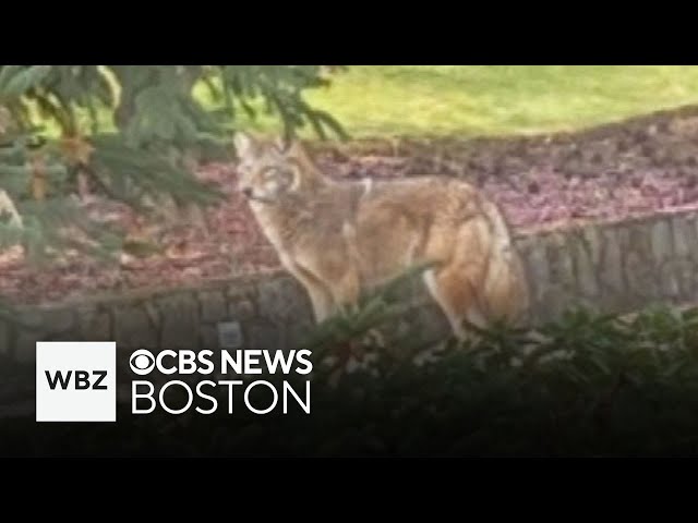 ⁣Coyote believed to have attacked woman in Marblehead