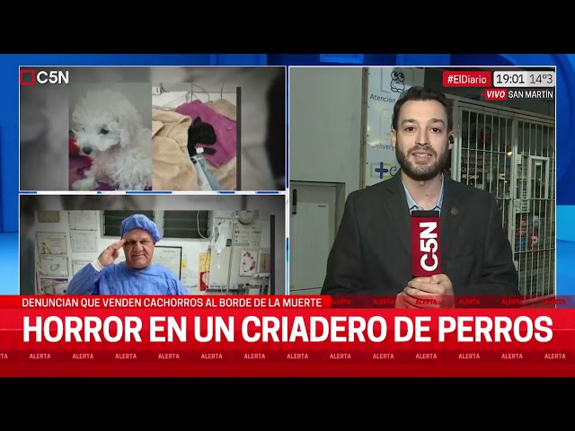 ⁣HORROR en un CRIADERO de PERROS: denuncian que venden CACHORROS al borde de la MUERTE