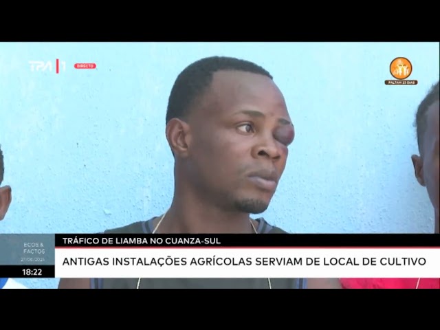 ⁣Tráfico de Liamba no Cuanca-Sul ; Antigas instalações agrícolas serviam de local de cultivo