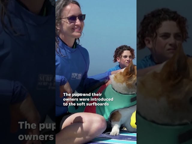 ⁣Watch: Water-loving pooches ride waves in California #Shorts