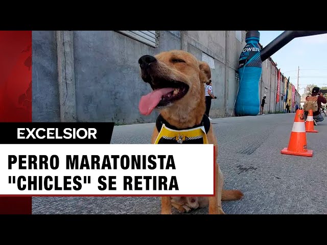 ⁣Chicles, el perro maratonista anuncia su retiro; lesión sesga carrera de éxito