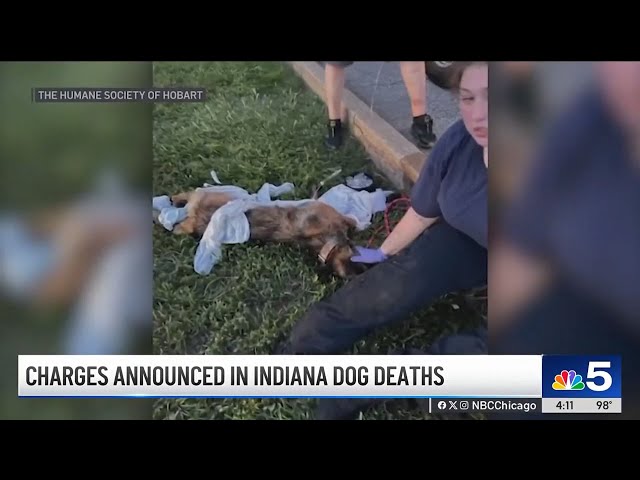 ⁣Charges filed in deaths of dogs due to heat exhaustion in Indiana