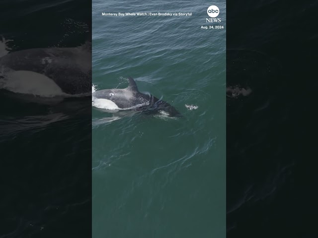 ⁣Orcas jump for joy while hunting in California