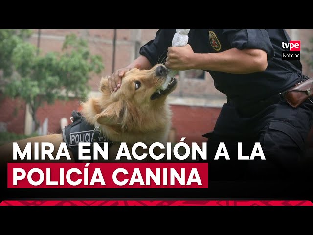 ¡Policía canina cumple 63 años de creación! Mira en acción a los agentes de cuatro patitas