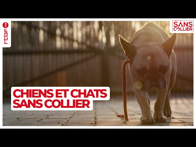 ⁣Chiens et chats sans collier S05E03