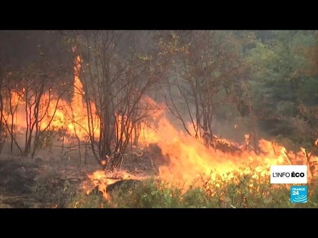 Méga-incendies au Brésil : les récoltes de sucre menacées ? • FRANCE 24