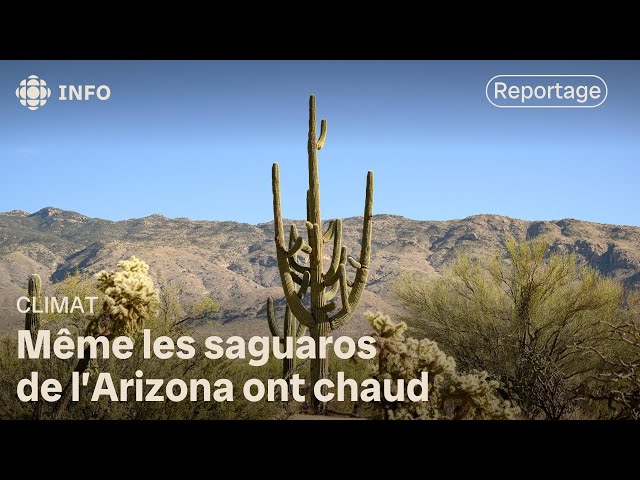 ⁣En Arizona, il fait trop chaud, même pour les cactus