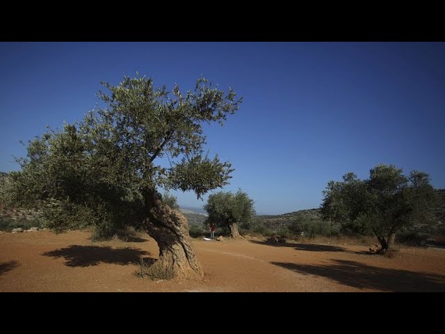 ⁣Trockenheit: Italienische Olivenölproduktion in Gefahr