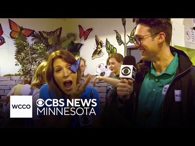 ⁣Butterfly lands on Heather Brown during WCCO Mid-Morning