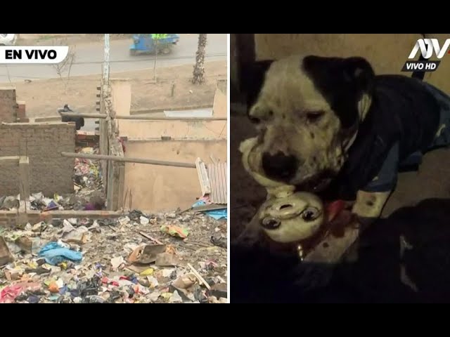 Independencia: Reportan perrito abandonado en casa llena de basura