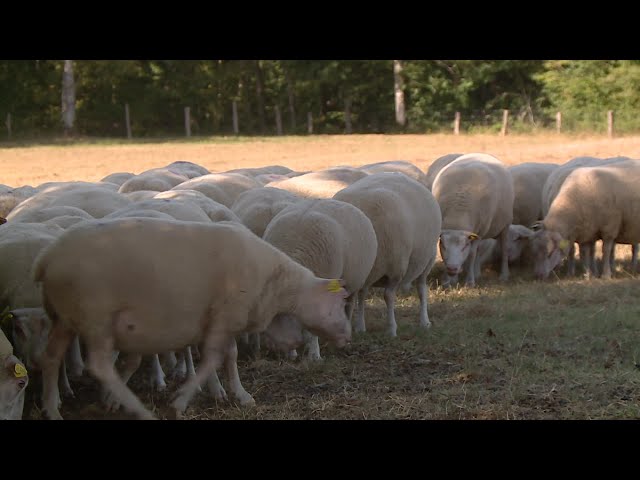 Agriculture : la fièvre catarrhale sévit en Dordogne