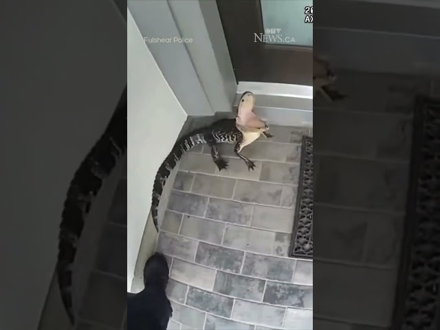 ⁣Officer wrangles angry gator off Texas porch