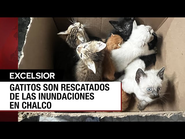 ⁣Rescatan a nueve gatitos de las aguas negras en Chalco