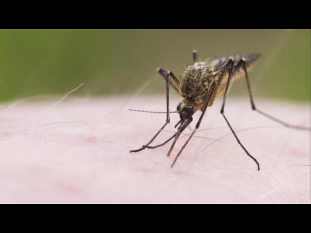 ⁣What to know about mosquito-borne EEE virus