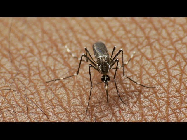 ⁣Mosquito-borne eastern equine encephalitis concerns U.S. Northeast