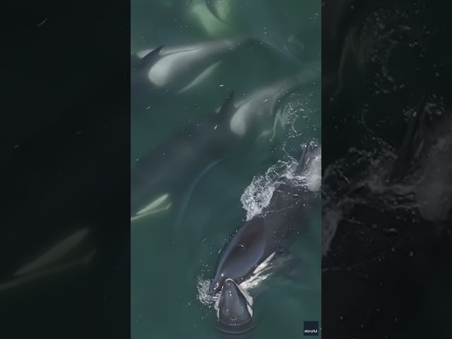 ⁣Watch: Orcas jump in mesmerizing formation #Shorts