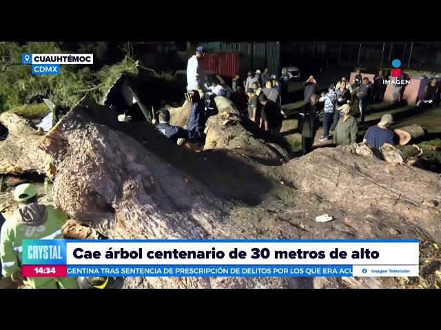 ⁣Cae emblemático árbol en la zona centro de la CDMX | Noticias con Crystal Mendivil