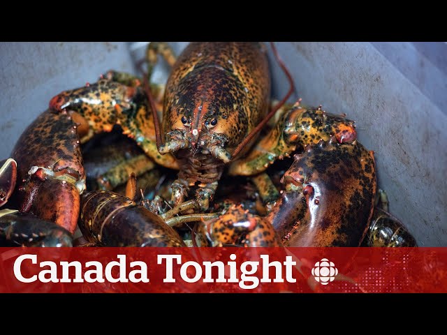 ⁣N.S. illegal lobster fishing a ‘campaign of terror:’ fishing group president | Canada Tonight