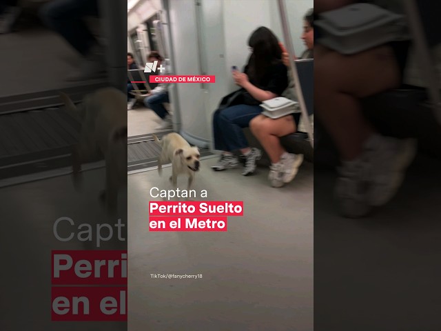 ⁣Captan a perro suelto en vagones de la Línea 12 del Metro - N+ #Shorts