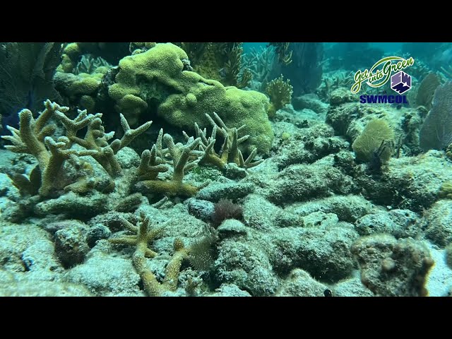 ⁣Keeping It Green: Belize Coral Reef Restored