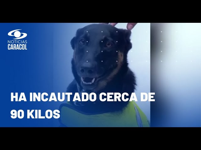 ⁣Graco, el perro que se volvió amenaza para narcos en aeropuerto El Dorado