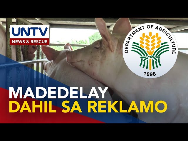 ⁣Pagbabakuna sa mga baboy kontra ASF, posibleng ma-delay — DA