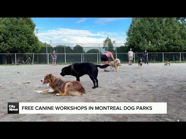 ⁣Montreal hosts free canine workshops in dog parks