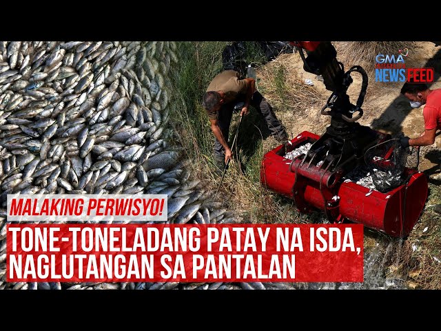 ⁣Malaking perwisyo! Tone-toneladang patay na isda, naglutangan sa pantalan | GMA Integrated Newsfeed