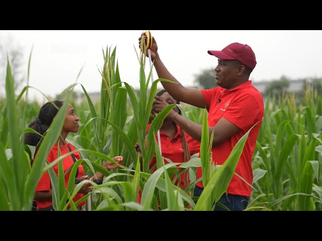 ⁣Le programme sci-tech du Hebei contribue au développement agricole de l'Afrique