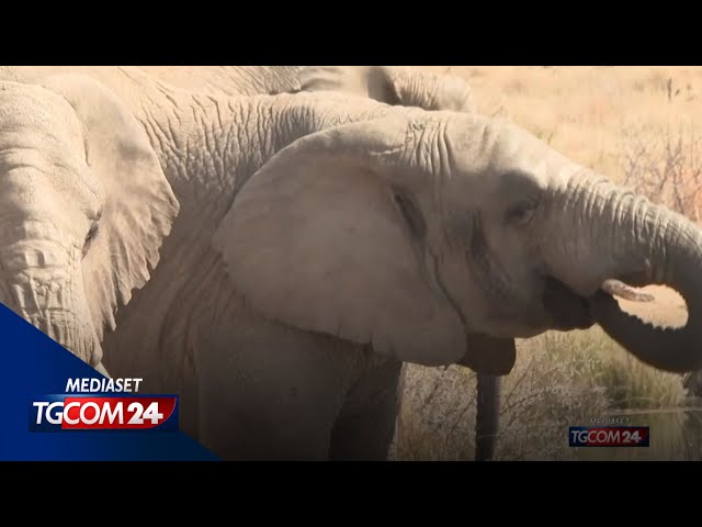 ⁣Namibia, 83 elefanti verso il macello per sfamare la popolazione