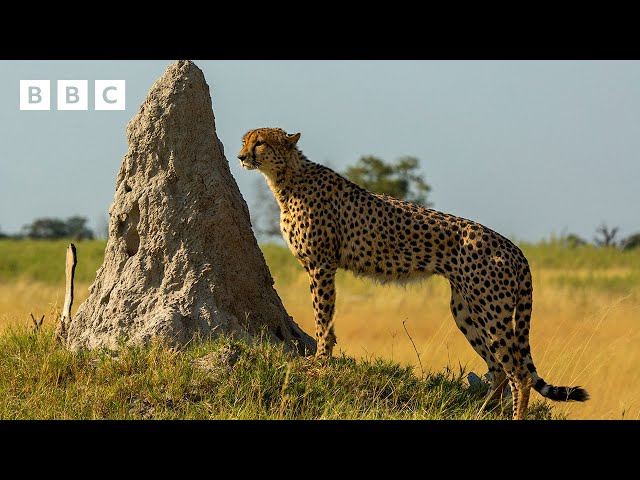 ⁣Hungry cheetah races for its dinner - BBC