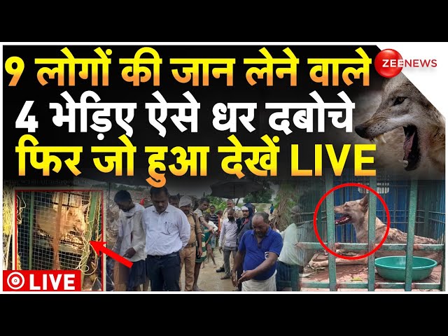 ⁣Bahraich Wolf Captured Breaking News LIVE : 9 लोगों को निगलने वाले 4 भेड़िए ऐसे धर दबोचे देखें लाइव!