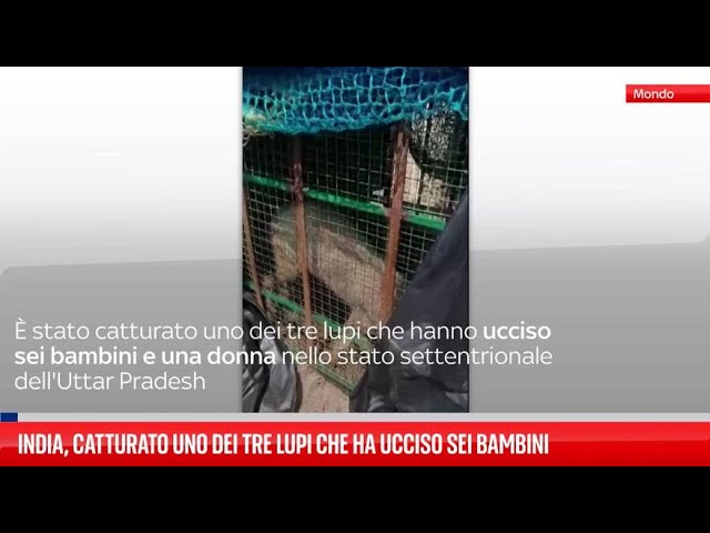 ⁣India, catturato uno dei tre lupi che ha ucciso sei bambini