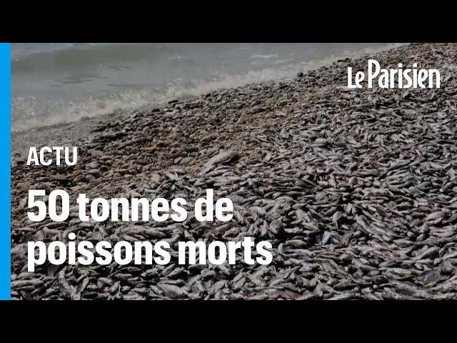 Des milliers de poissons morts envahissent le port de Volos en Grèce