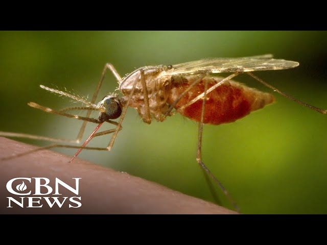 ⁣Northeast US Taking Steps as Mosquito-Borne Diseases Turn Deadly