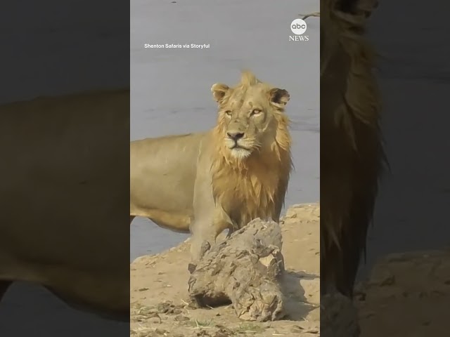 ⁣Territorial hippo chases down lion in Zambia