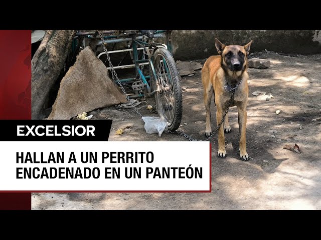 ⁣Perrito abandonado y encadenado en un panteón de Azcapotzalco