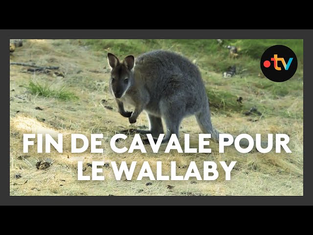 ⁣Fin de cavale pour un wallaby de Creuse