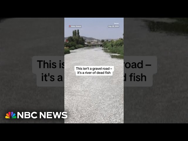 ⁣This isn’t a gravel road - it’s a river of dead fish￼