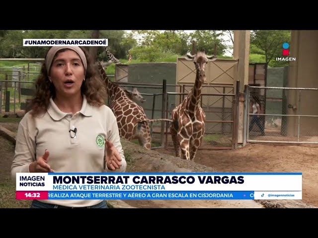 ⁣El Zoológico Guadalajara es hogar de especies emblemáticas y en peligro de extinción | Crystal