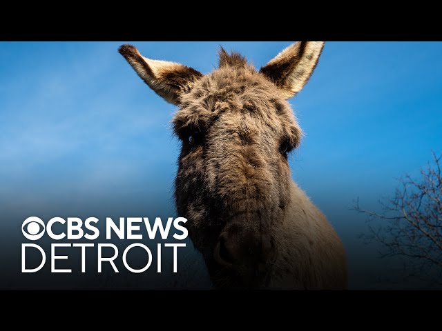 ⁣24 animals rescued from 109-degree Michigan barn without food, water