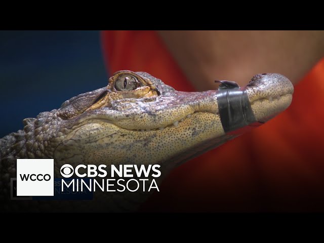 ⁣Scaly friends are waiting for your visit at State Fair's reptile booth