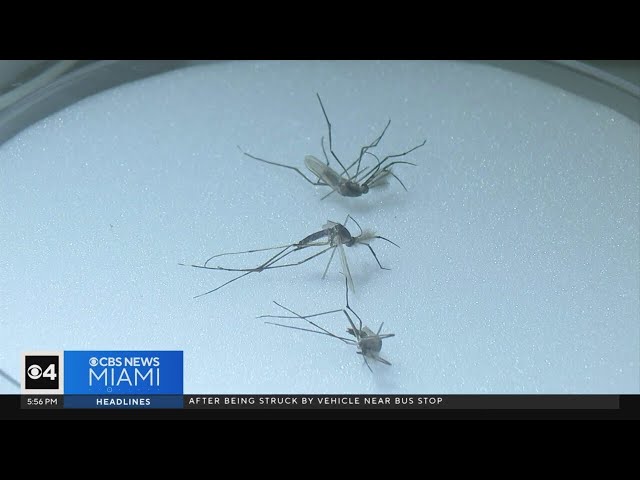 ⁣How mosquito-borne diseases continue to spike in Florida