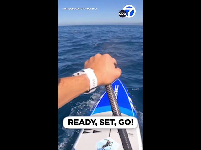 ⁣Paddleboarder races dolphins off California coast