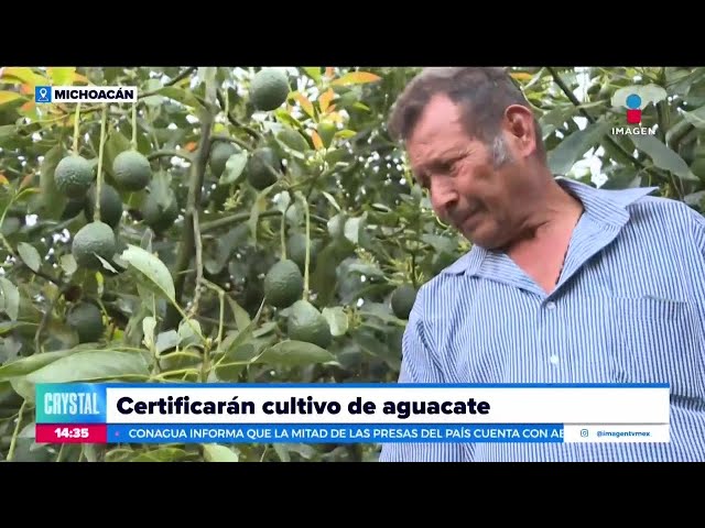 ⁣El Gobierno de Michoacán busca certificar el cultivo de aguacate | Noticias con Crystal Mendivil