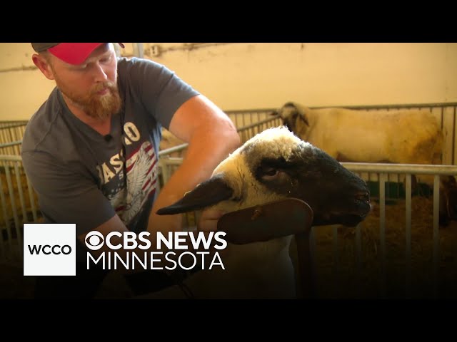 ⁣Sheep shows get competitive at Minnesota State Fair