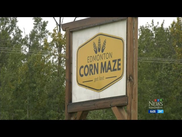 ⁣Both victim and accused in Edmonton corn maze stabbing were institutionalized