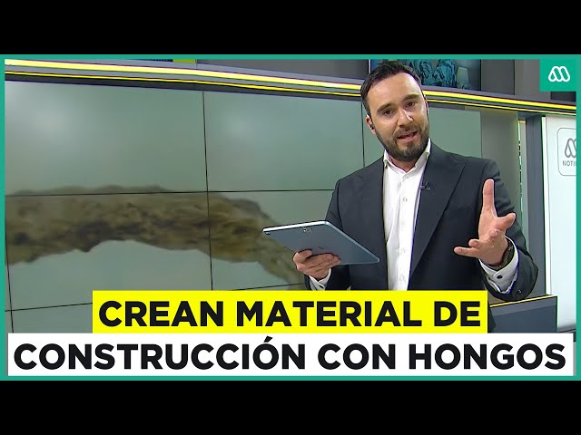 Desarrollan material de construcción en base a hongos