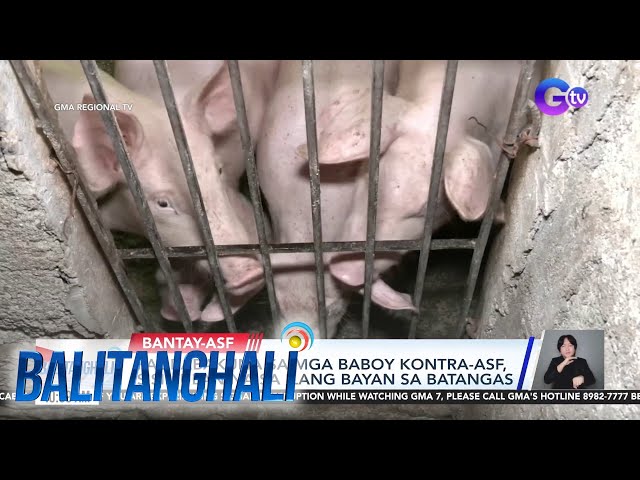 Pagbabakuna sa mga baboy kontra-ASF, sisimulan na sa ilang bayan sa Batangas | Balitanghali