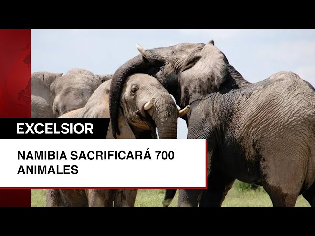 Namibia sacrificará más de 700 animales salvajes para dar la carne a la gente